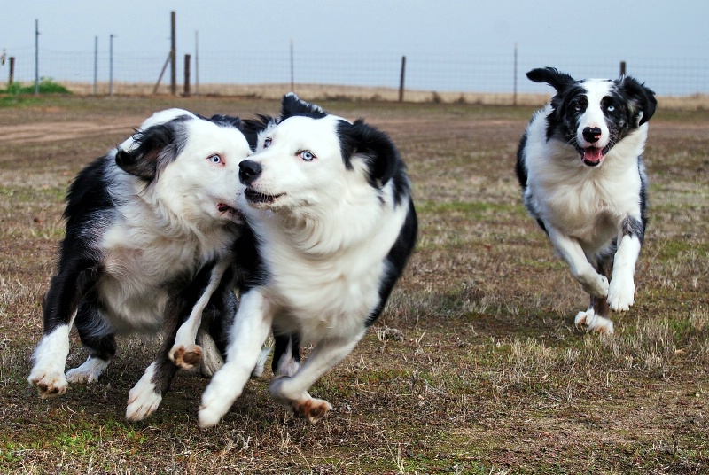 Pooch Play