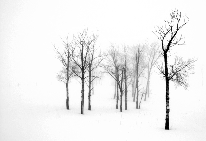 Bare Trees in Winter Mist