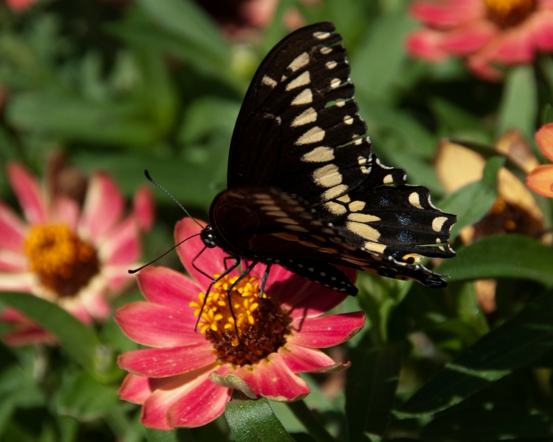 Swallowtail on Pink Flower