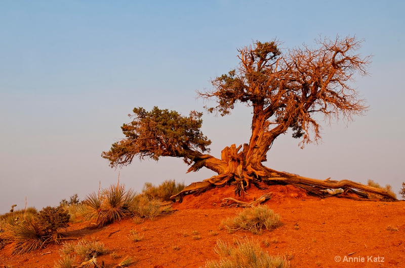 desert tree - ID: 11213841 © Annie Katz