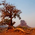 © Annie Katz PhotoID # 11213847: gnarled tree