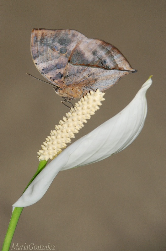 Indian Leaf On Peace Lily