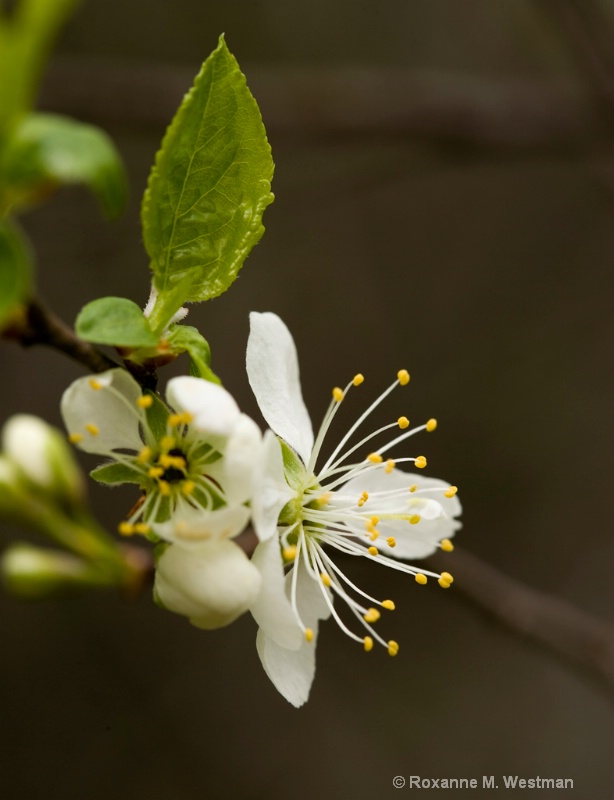 Spring Blossoms - ID: 11215875 © Roxanne M. Westman