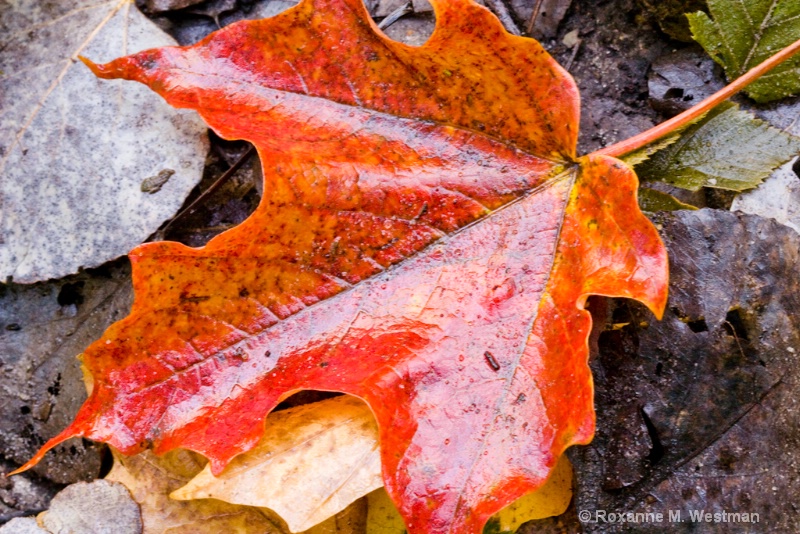 Fallen Beauty - ID: 11216062 © Roxanne M. Westman