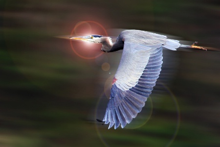 Warp Speed Heron