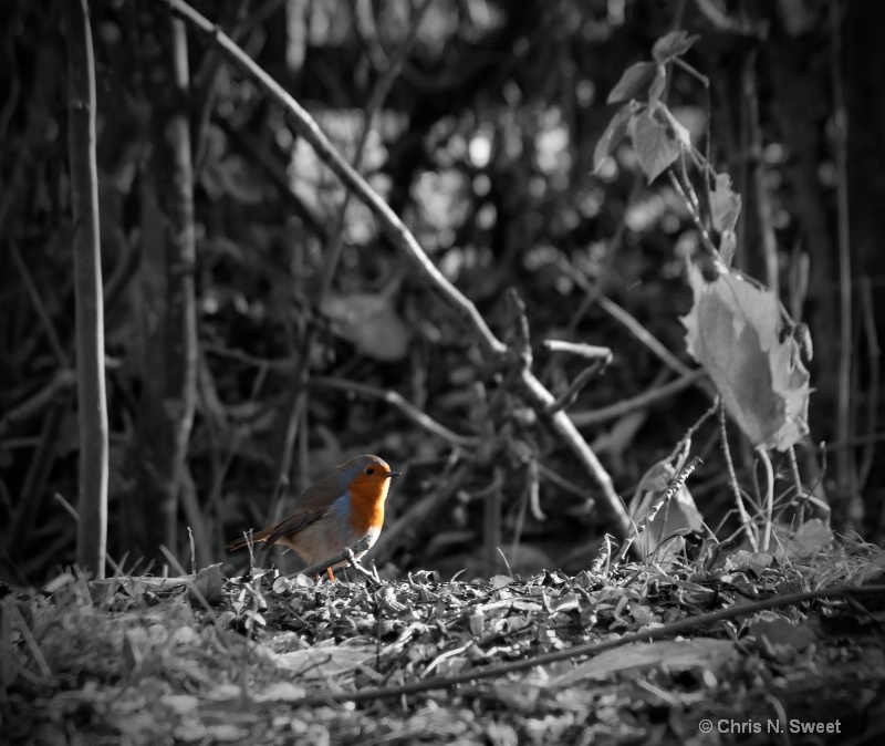 Robin of the Red Breast