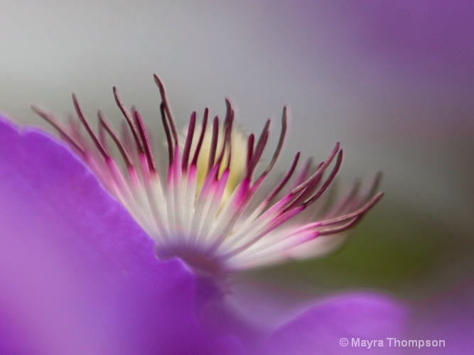 Purple Flower - ID: 11220321 © Mayra Thompson