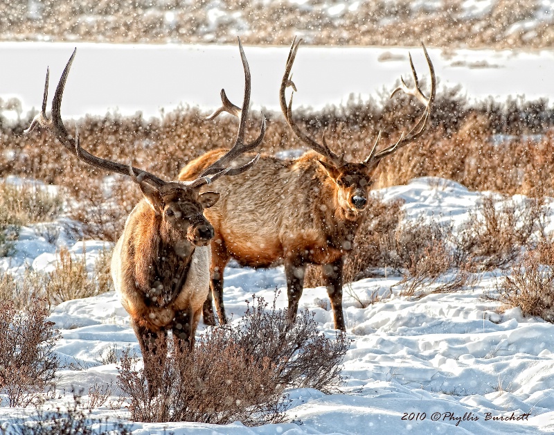 The Boys of Winter