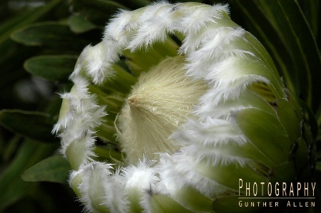 Feathered Protea - Original