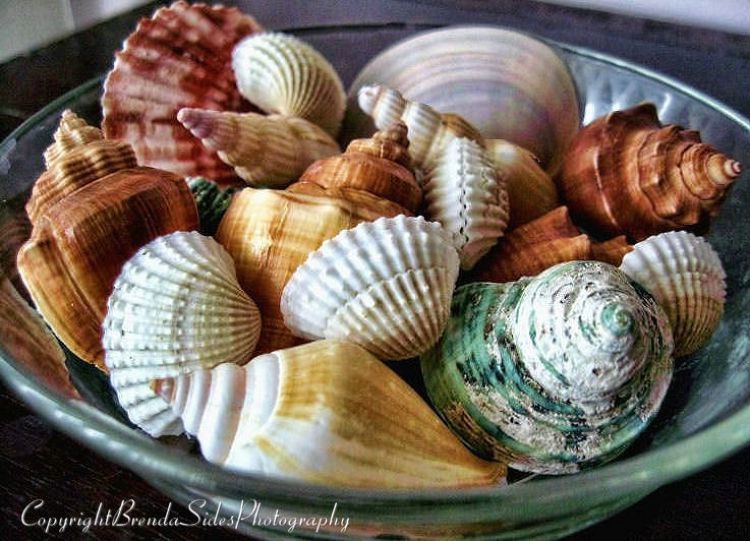 ~Bowl of Shells~