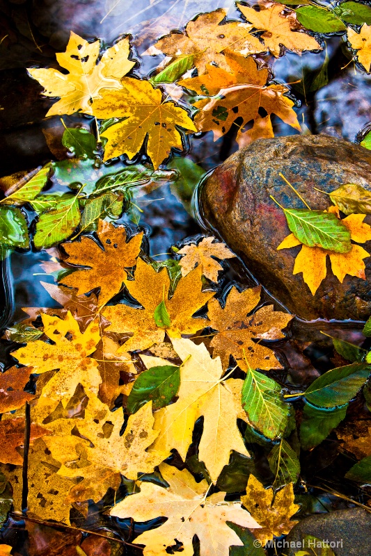 Autumn Afloat - ID: 11225301 © Michael Hattori