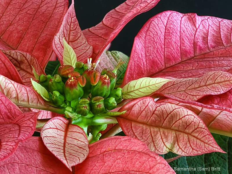 Poinsettia 1