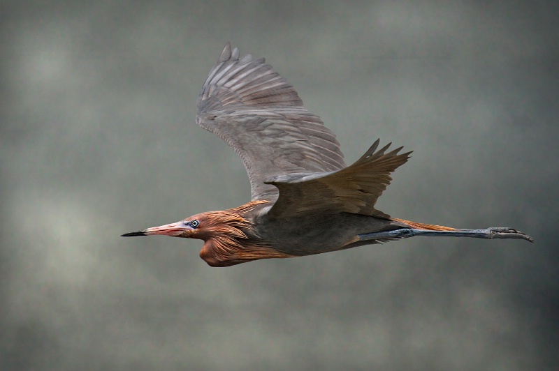 Reddish Egret