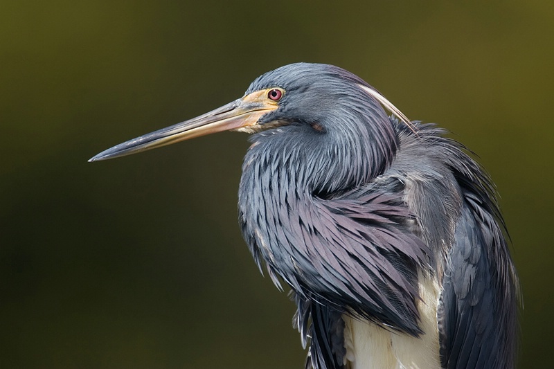 Tricolored Heron #2