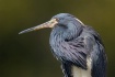 Tricolored Heron ...