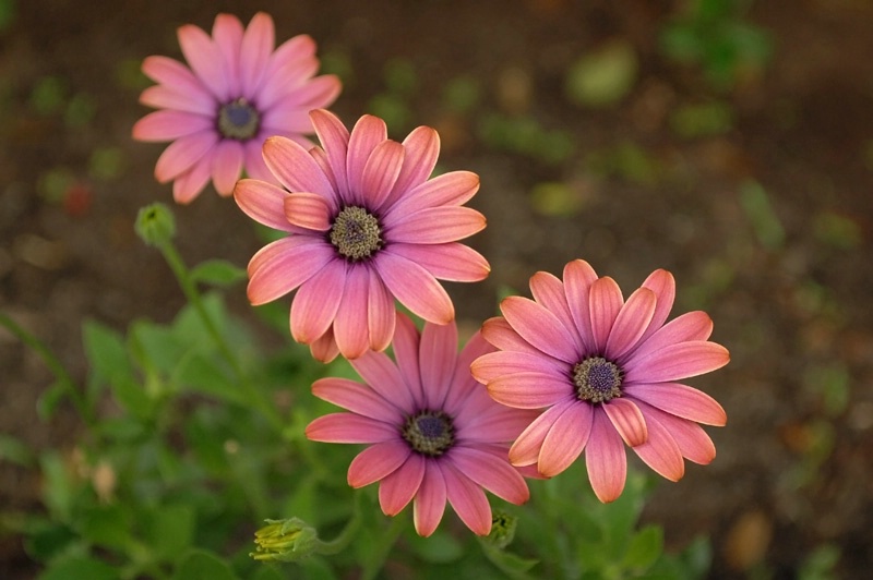 ~African Daisies~