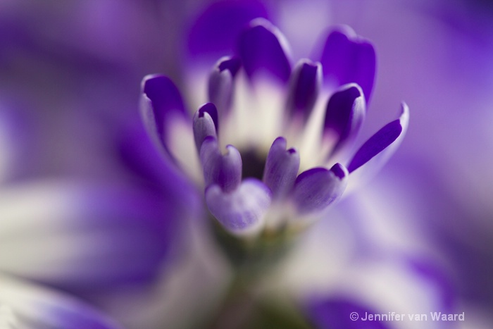 Softly Cineraria