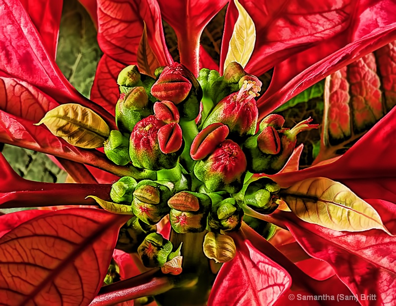 Poinsettia 2