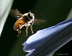 Wings in Motion