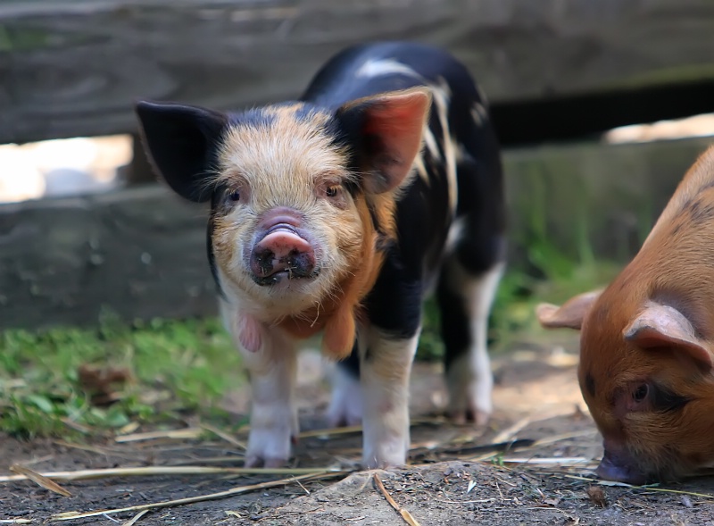 Curious kune kune piglet