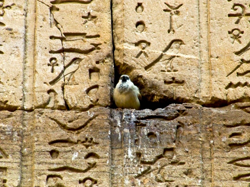 Bird Wall