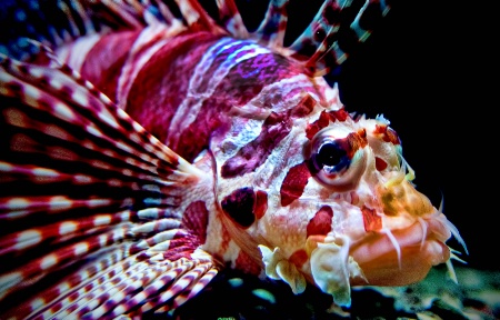 Scorpion Fish