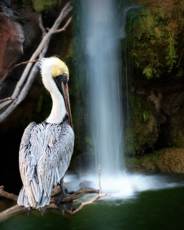 Pretty Pelican