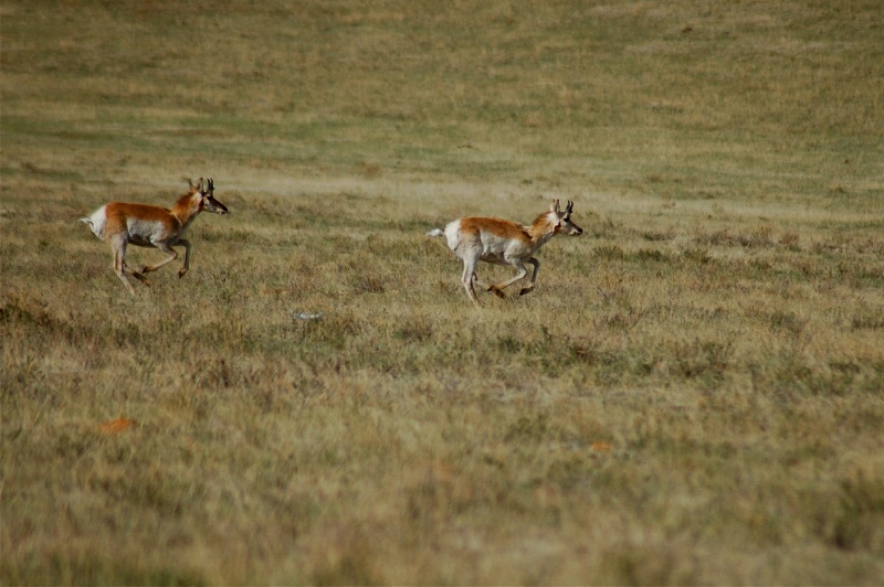 Spooked Antelope - ID: 11233352 © Susie P. Carey