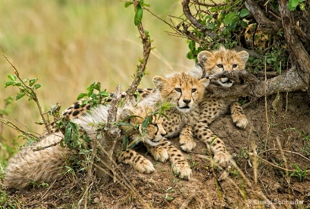 Curious Kittens