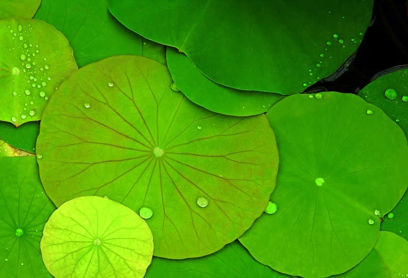 Green Lily Pads and Dew Drops