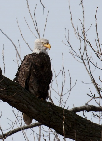 eagle at squaw creek