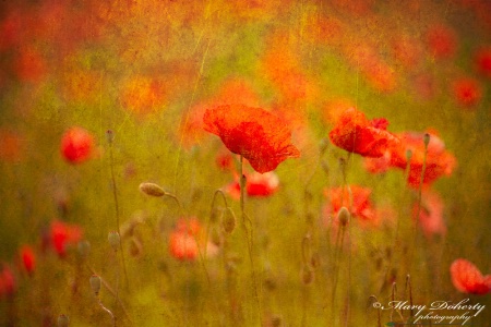 Provence Poppies