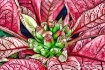 Poinsettia 3