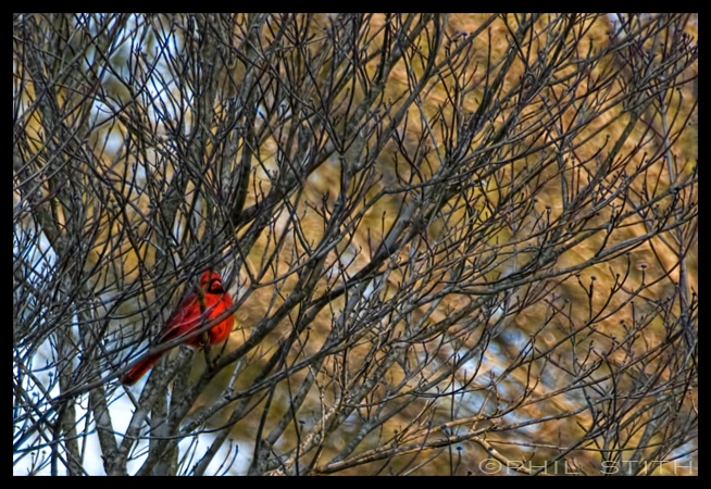 Winter Visitor