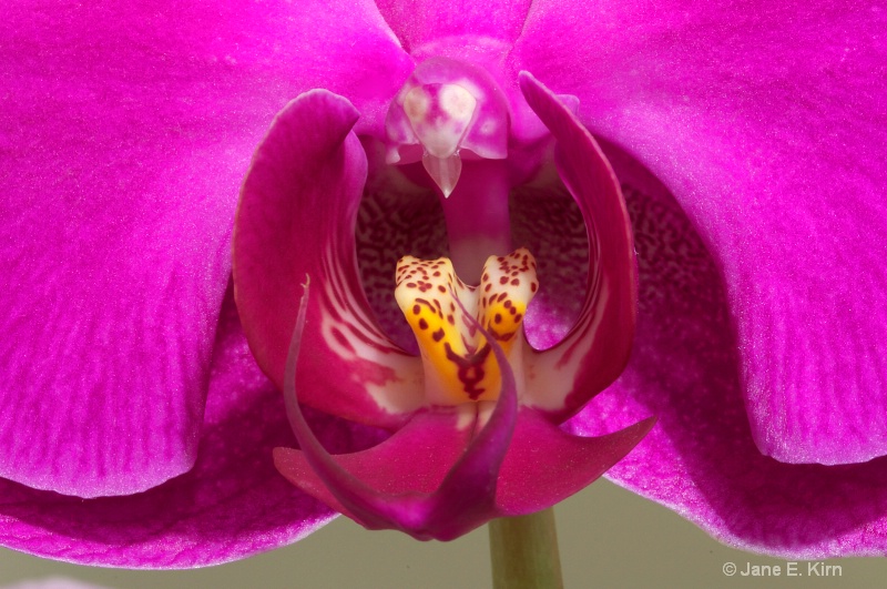 Phalaenopsis Orchid