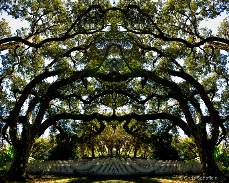 tree mirror reflection