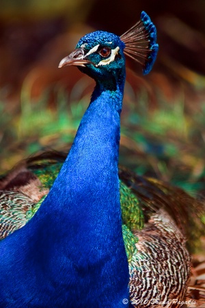 Proud as a Peacock 