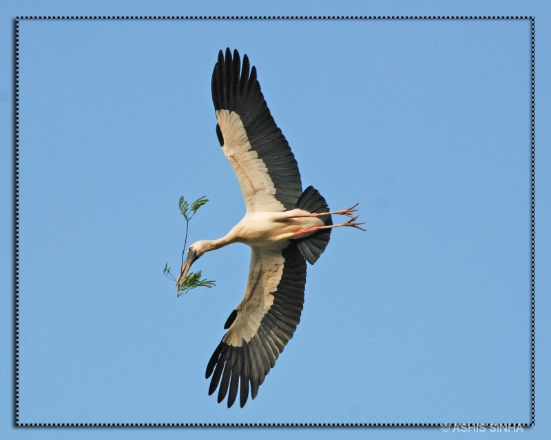 open billed stork