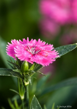 pink carnations