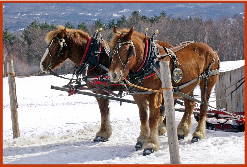 Horse rides in Stowe, VT - ID: 11244414 © Eleanore J. Hilferty