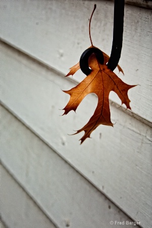 The Hanging Leaf
