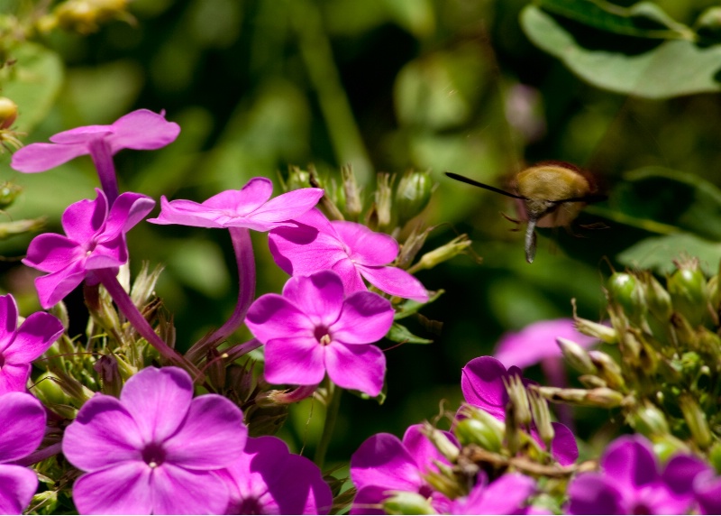 Hummingbird Moth by Stealth