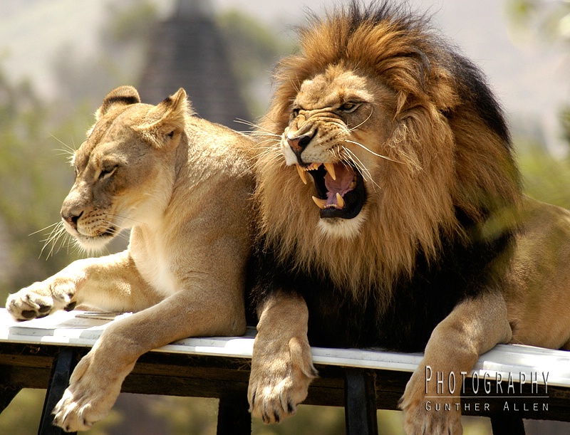 Lion and Lioness Arguing