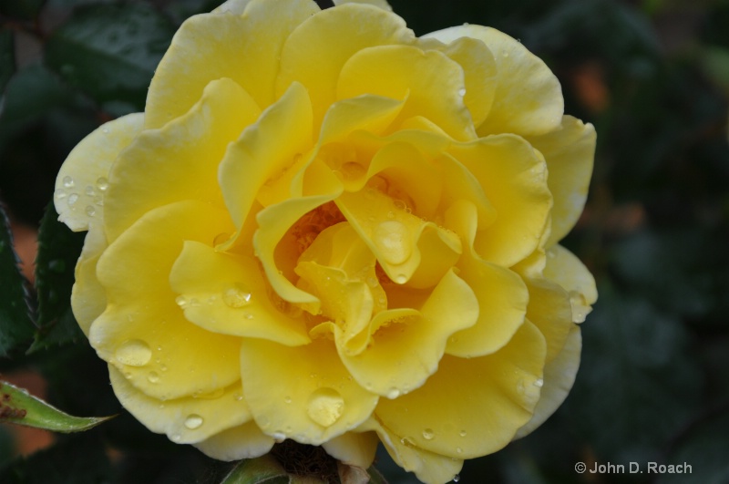 Yellow Rose - ID: 11246234 © John D. Roach