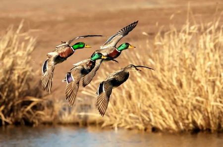 Winter Flight