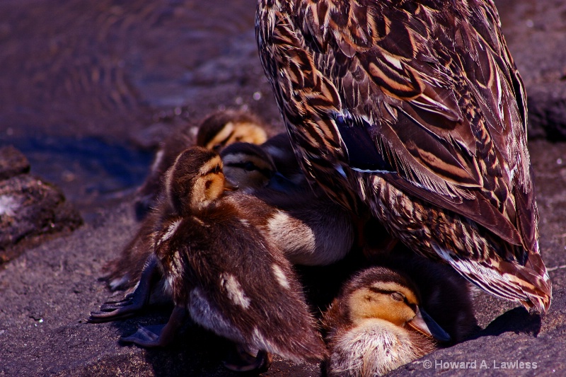 city ducks on rocks 01