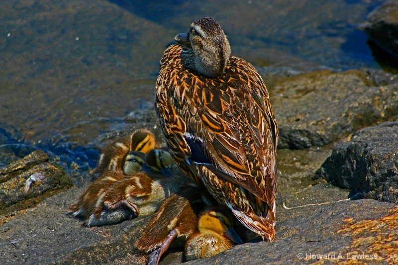 city ducks on rocks 02