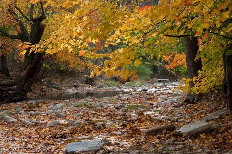 Autumn Leaves and Peaceful Stream