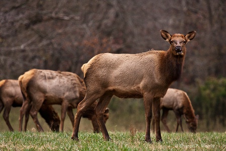 Elk Herd