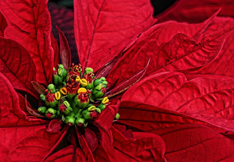 Poinsetta